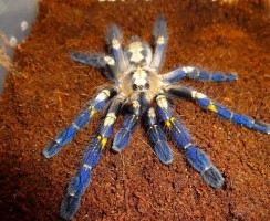 Топ-10 самых красивых пауков в мире