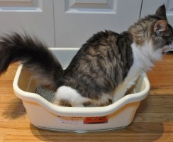 Частое мочеиспускание у котов