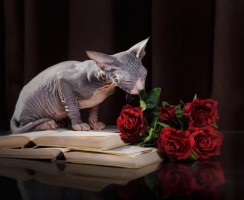 Меню для сфинкса: как правильно составить рацион для голых пород кошек