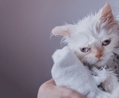 Повышенное слюноотделение у кошки: почему возникает и какие меры предпринять