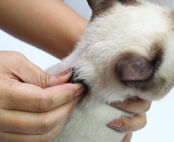 Почему нельзя таскать кота или кошку за шкирку