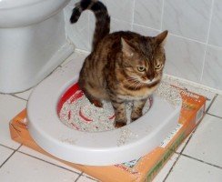 Кровь в кошачьем лотке: почему кот писает кровью и что с этим делать