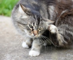 Ушной клещ у кошек: обзор самых популярных капель