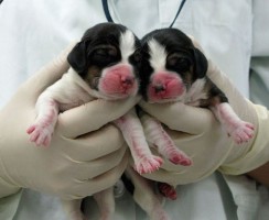 Вторая жизнь: можно ли клонировать питомца в домашних условиях