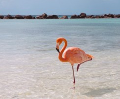 Почему фламинго любят стоять на одной ноге