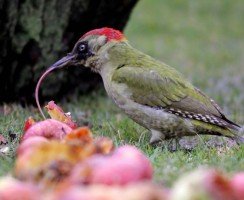 Птица с самым длинным языком