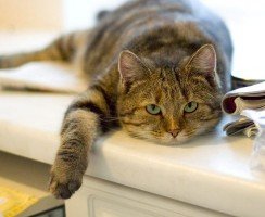 Кот не ест и не пьёт: тревожные симптомы, которые должны насторожить