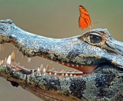 Кто на свете всех зубастей: ТОП-10 животных, у которых много зубов