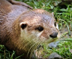 Домашняя выдра: ласковый зверёк или дикое животное