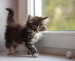 У котёнка большой живот: стоит ли опасаться за его здоровье