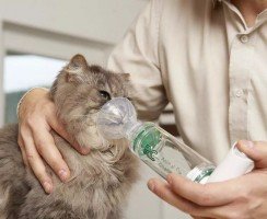 Почему кот кашляет