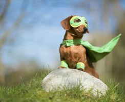 Животные-герои: реальные случаи спасения людей животными