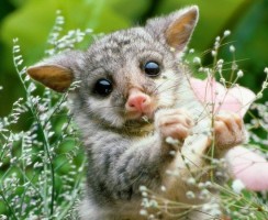 Фотошоп ни при чём: 20 удивительных животных с реальными фото