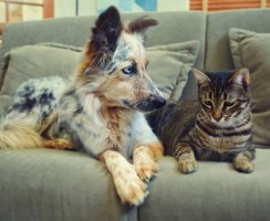 Aliexpress для животных — подборка интересных товаров для собак и кошек