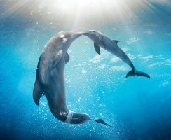 Как спят дельфины: факты и мифы