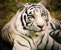 Топ-10 самых дорогих животных мира