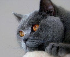 Разнообразие окрасов британских кошек: всё не заканчивается голубым