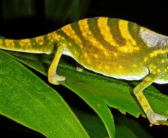 Самые редкие животные: 10 вымирающих видов