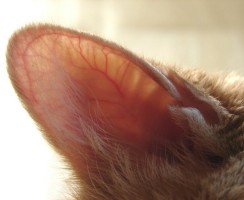 Зачем котам «кармашки» на ушках
