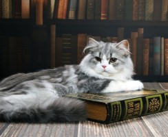 Выбираем кошку по знаку зодиака: подходящие породы