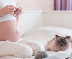 Почему кошка ложится на живот беременных