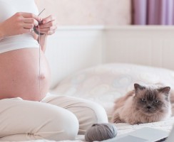 Почему кошка ложится на живот беременных