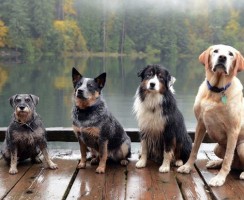 Какую собаку выбрать по знаку Зодиака: подходящие породы