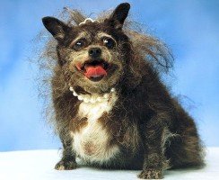 Некрасивые, но такие привлекательные: самые страшные породы собак