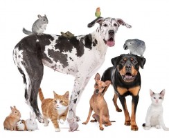 Праздники братьев наших меньших: День домашних животных и День стерилизации