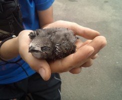 Что делать, если птенец выпал из гнезда