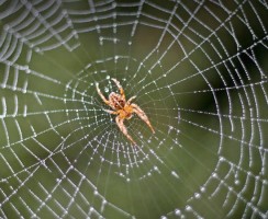 Редкие пауки: 10 самых необычных видов