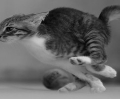 Почему кошки носятся перед тем, как сходить в туалет по-большому