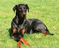 Доберман Владека Рошины — порода или особенность воспитания?