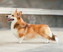 10 английских пород собак