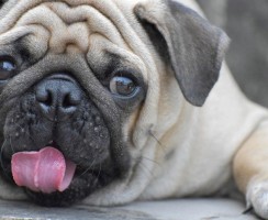 Собаки-брахицефалы: список пород и рекомендации владельцам