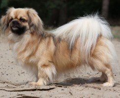 10 китайских пород собак
