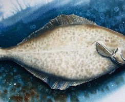 Палтус: интересные факты из жизни необыкновенной рыбы