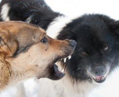 Что нужно знать об иерархии собачьей стаи