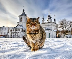 Как христианская церковь относится к кошкам
