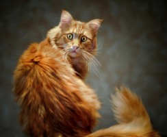 Почему нельзя дёргать кота за хвост