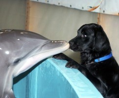 Кто умнее: собака или дельфин