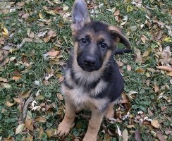 Как поставить уши щенку