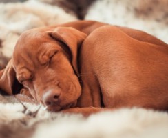 Почему собака дёргает лапами во сне