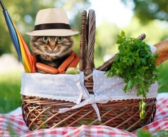 Пикник с кошкой: быть или не быть