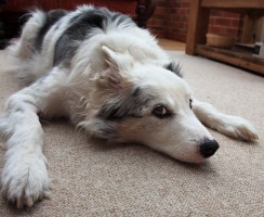 Можно ли содержать собаку в квартире с точки зрения православия