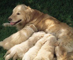 Почему собаки едят своих щенков