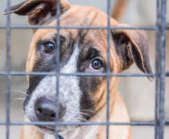 Как вести себя с собакой, которую взяли из приюта