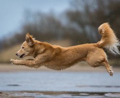 Зачем собаке хвост