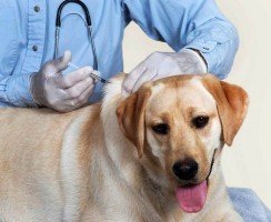 Чипирование собак: что это такое и зачем нужно