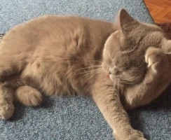 Кошка умывается: все значения приметы